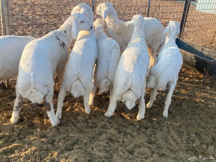 خرفان حريات العدد 8 حالهم طيب العمر فوق لأربع شهور 3