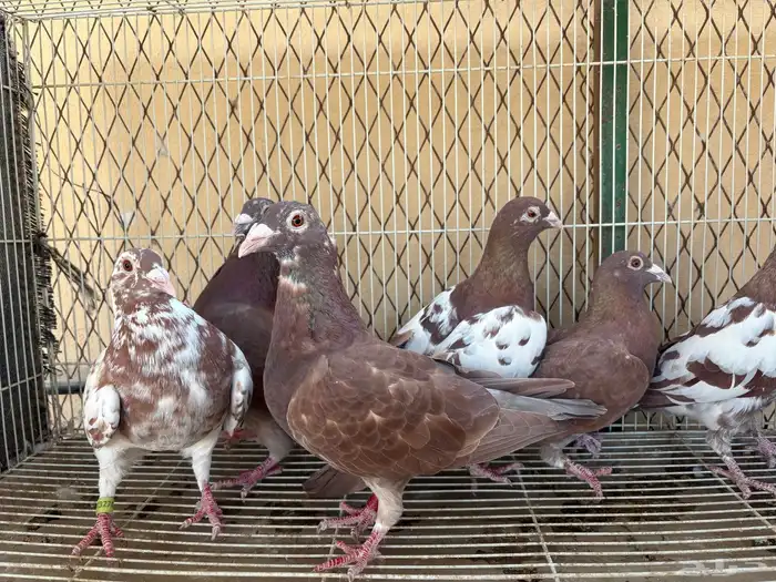 زاجل شوكليت 3