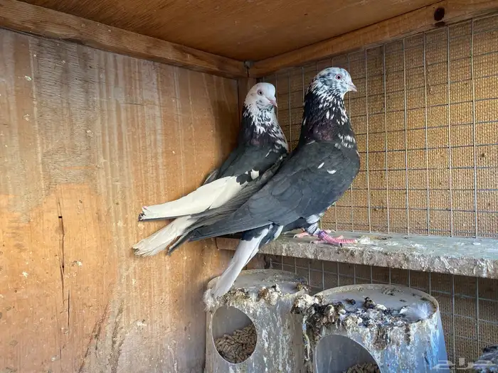 جوز خرش معاريف 1