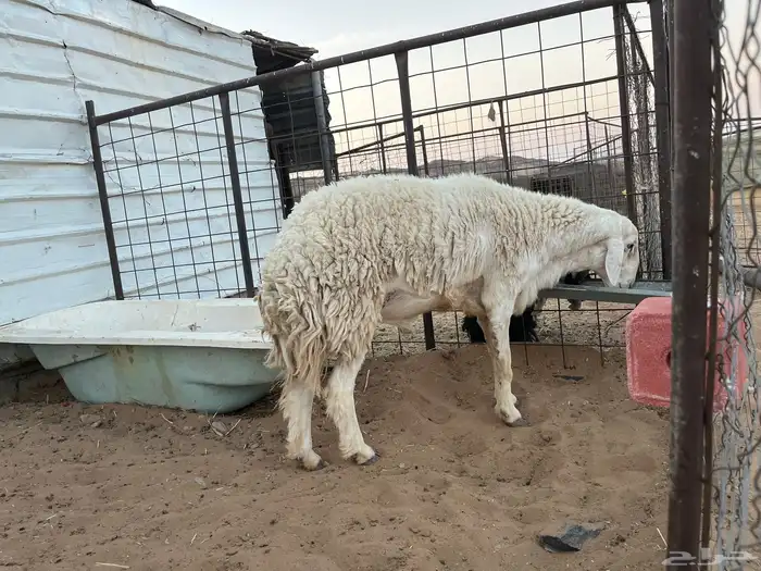 طلي حري مشروع فحل من حلال محمد الجعيد السن رباع شرط نسف 2