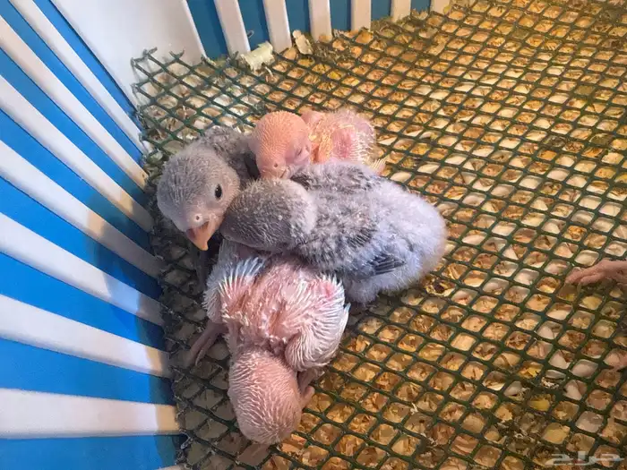 فروخ روز غار 0