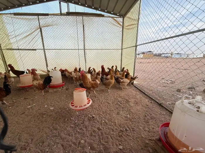 دجاج بلدي بياض العدد حول 100 1