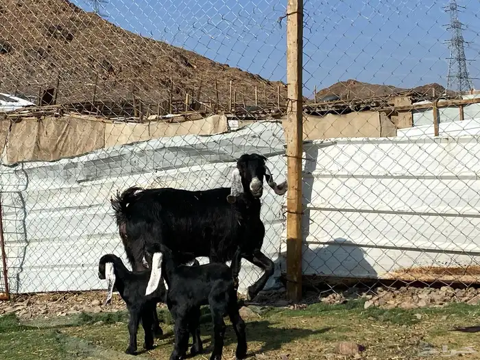 عنز عارضيه صنف والد تحتها تيس وجفره 28