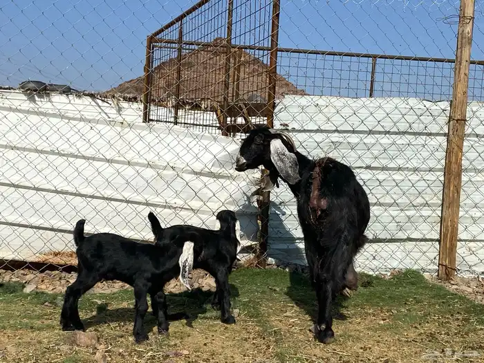 عنز عارضيه صنف والد تحتها تيس وجفره 11