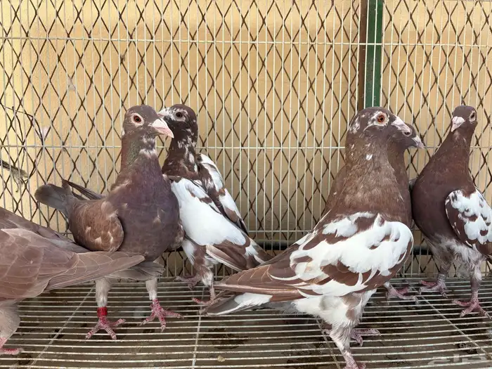 زاجل شوكليت 5