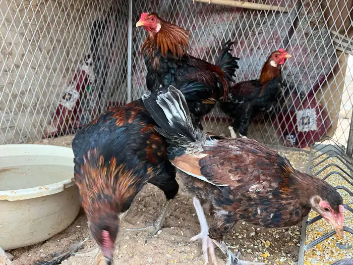 فرريج وديكه دجاج 2