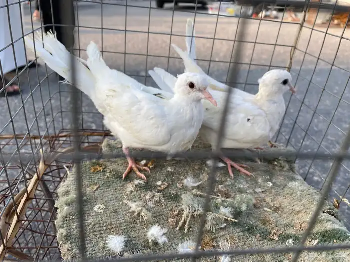 للبيع 6 حمام حبات ياكريم 1