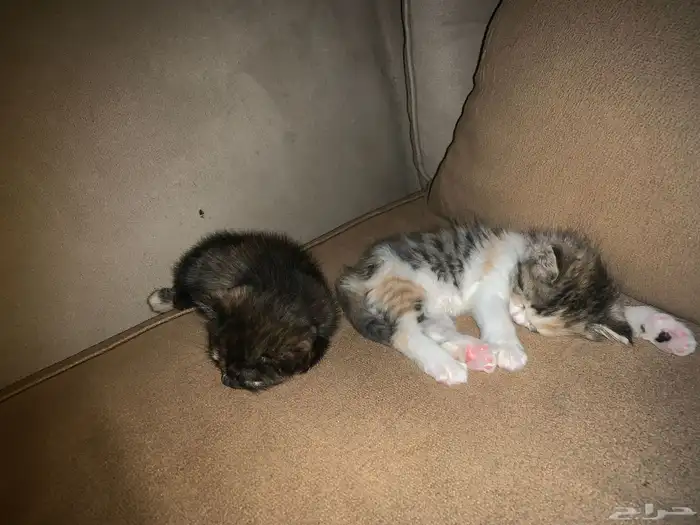 قطط للبيع  ام واطفالها  عمر الام سنة  والاطفال 6 اسابيع 1