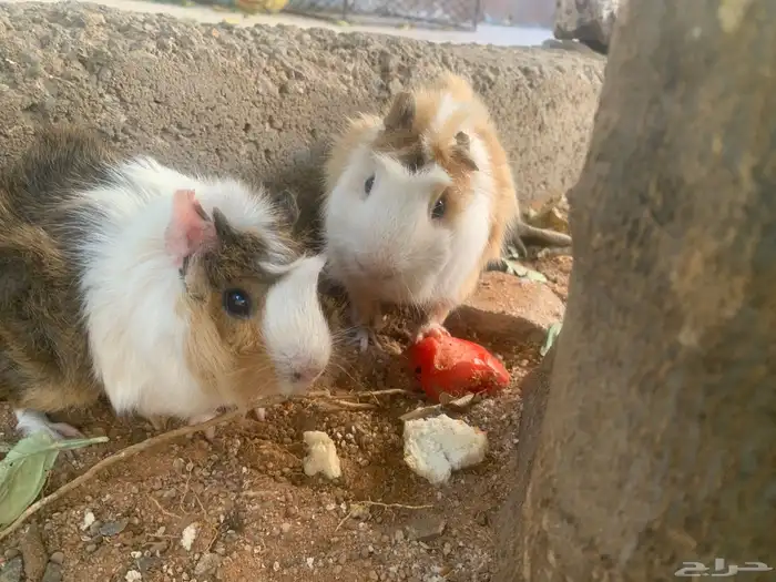 وبر بلدي للبيع 3