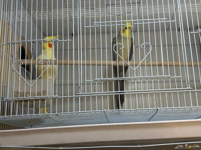 كروان جوز مطبقون جديد 1