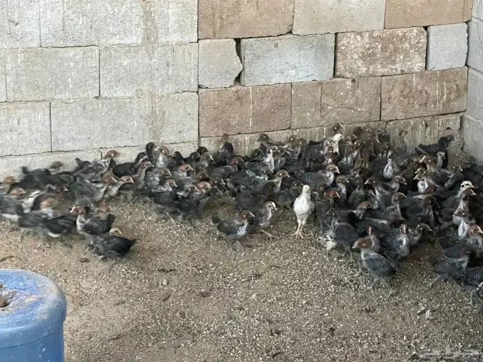 صوص فيومي 10