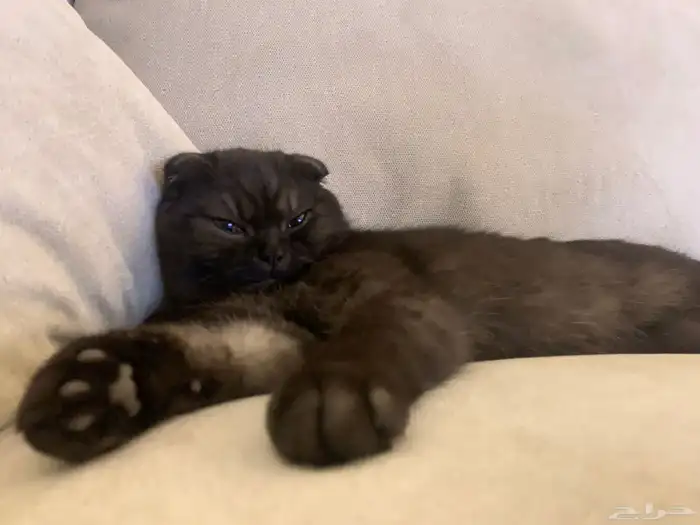 قط سكوتش للتبادل قط برتش 1