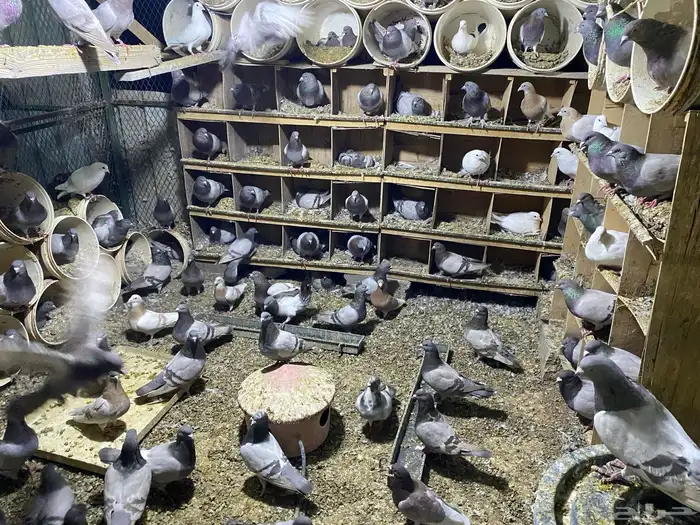 حمام فرنسي سلفر للبيع 100 زوج منتج 1