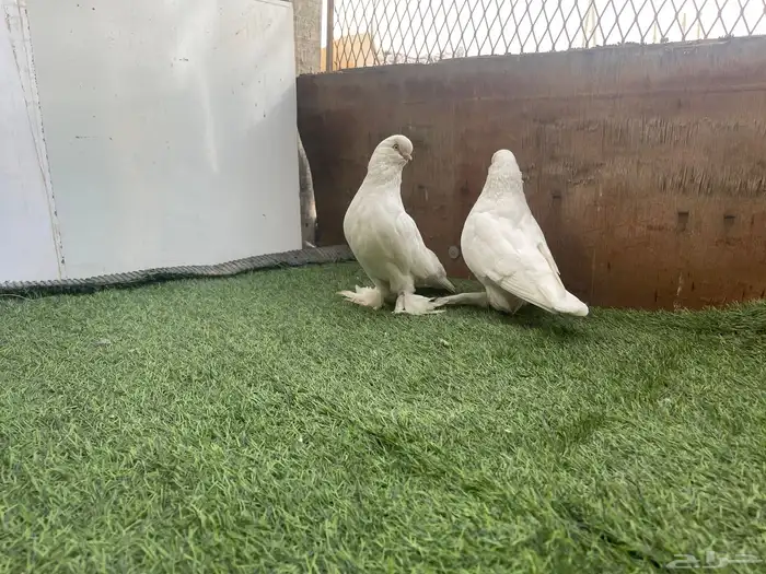 حمامه لونق فيس منتج 0