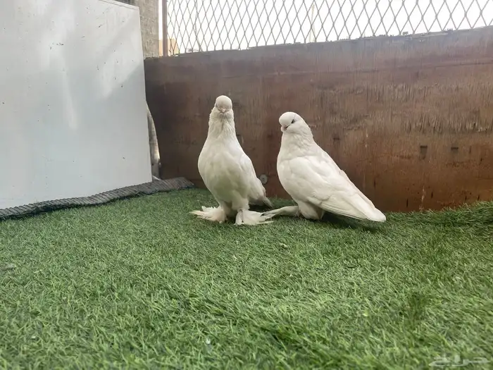 حمامه لونق فيس منتج 1