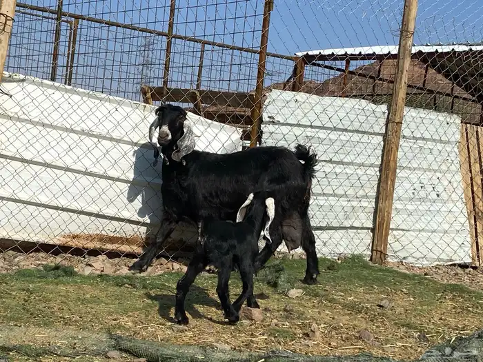 عنز عارضيه صنف والد تحتها تيس وجفره 22