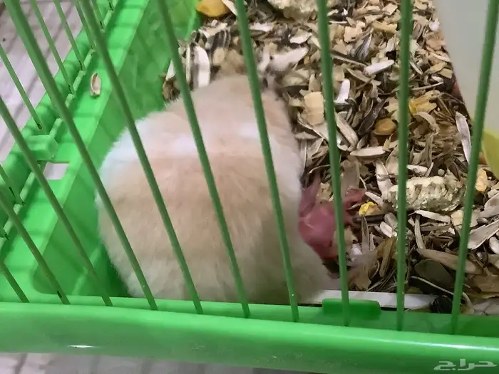 هامستر سوري معا عيالها 4