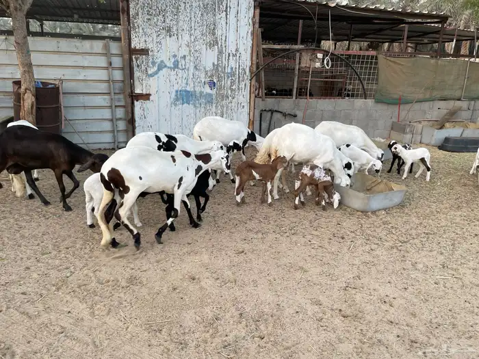 شياه سواكن رغايث 1