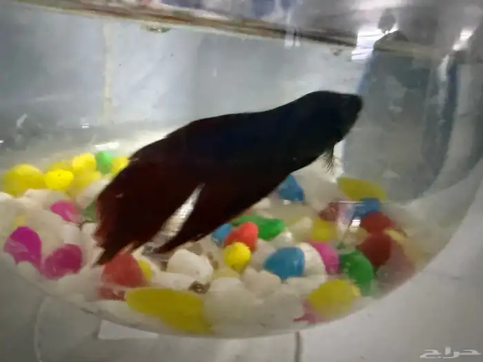 سمكتين زينه للبيع ذكر وأنثى 1