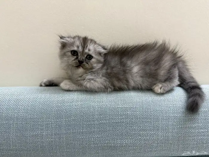 كتن انثى سكوتش شيرازي مهجن للبيع 1