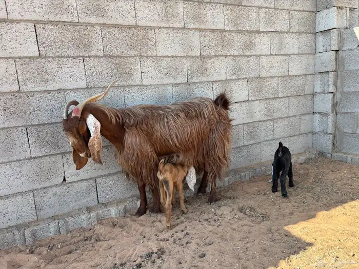 معزى مشروكه ومشكله 4