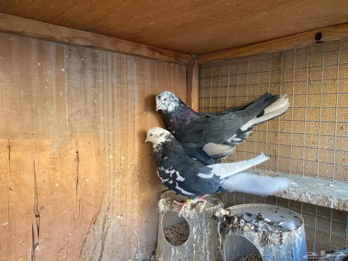 جوز خرش معاريف 3