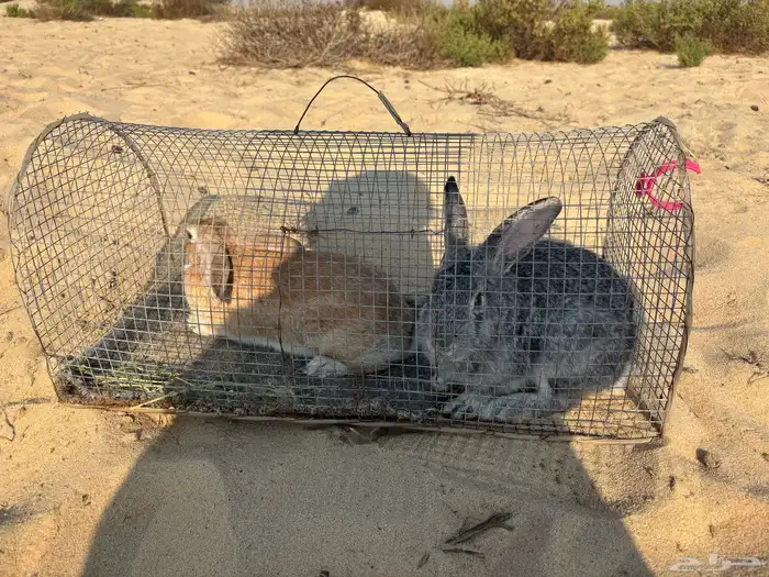 للبيع أرانب 3