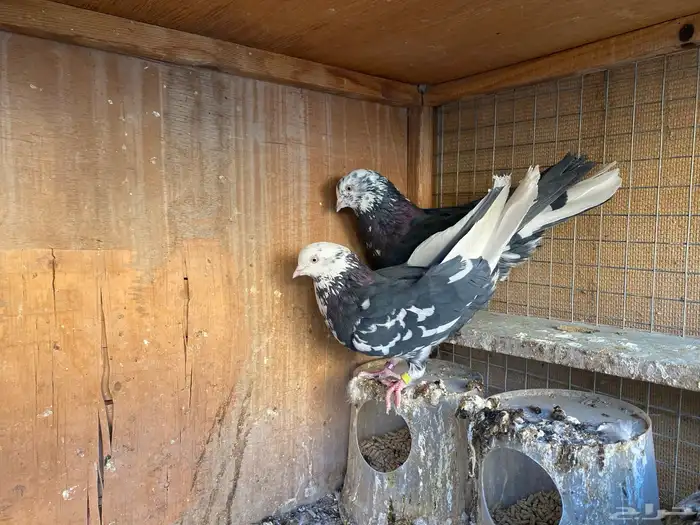 جوز خرش معاريف 4