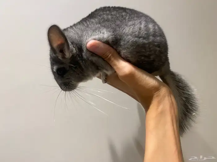 انثى شنشيلا حامل 1