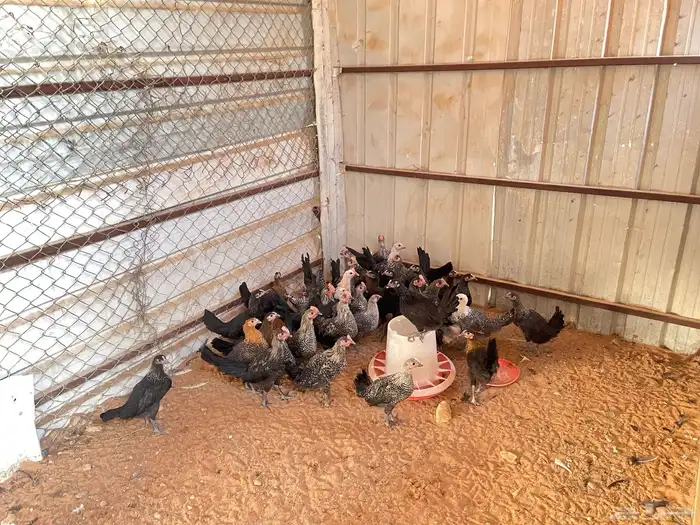 دجاج فيومي المنيوم 7