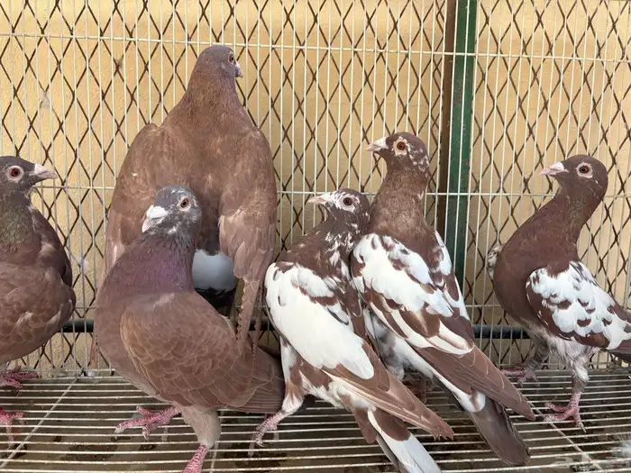 زاجل شوكليت 2