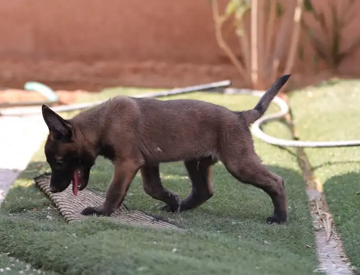 جراوي مالينو مستويات مميزه 12