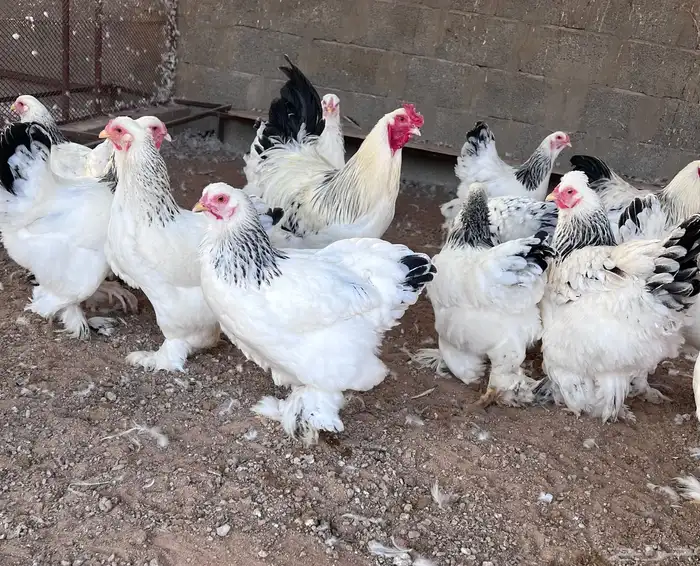 للبيع براهما كولمبي كونك اصل 0