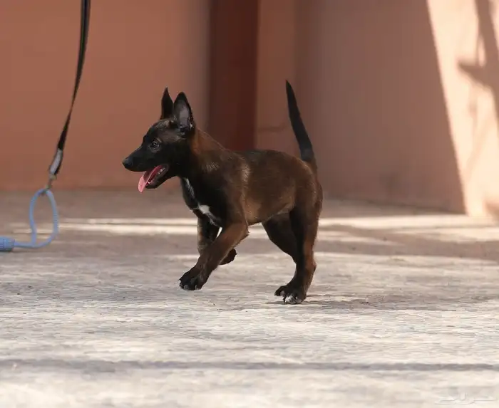 جراوي مالينو مستويات مميزه 0