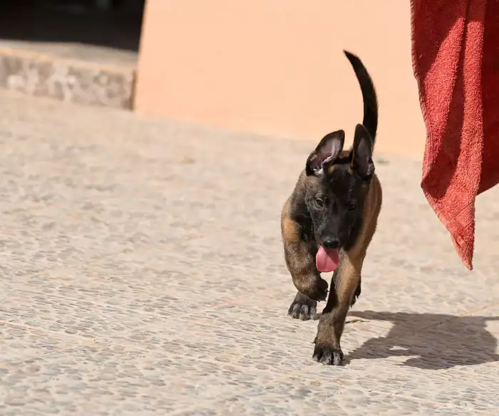 جراوي مالينو مستويات مميزه 9