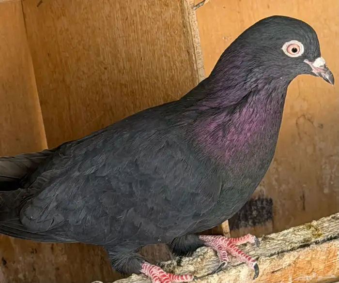 حمام قطايف 1