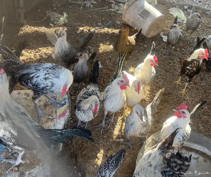 دجاج فيومي 4