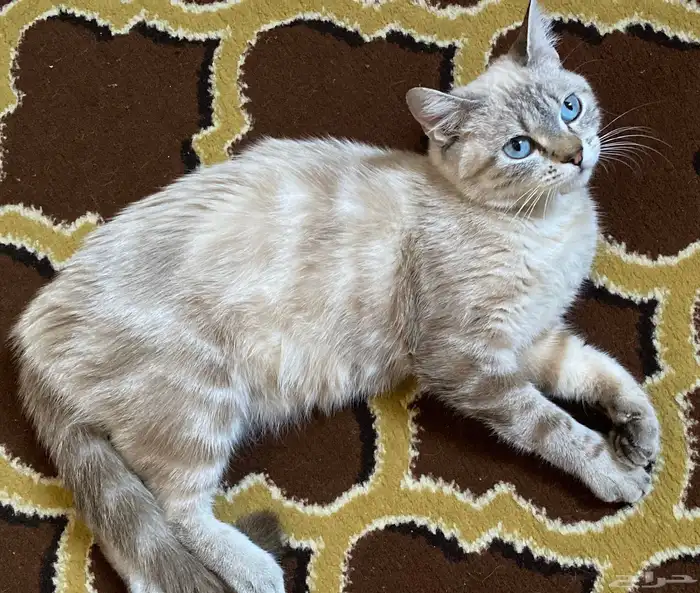 قطه انثى للتبنى 0