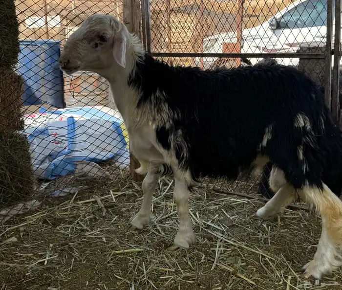 خروف نجدي جذع 1