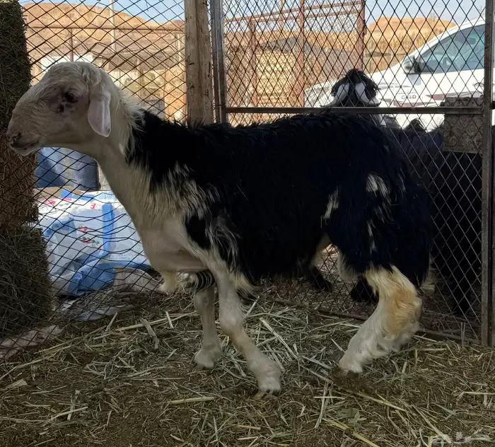 خروف نجدي جذع 2