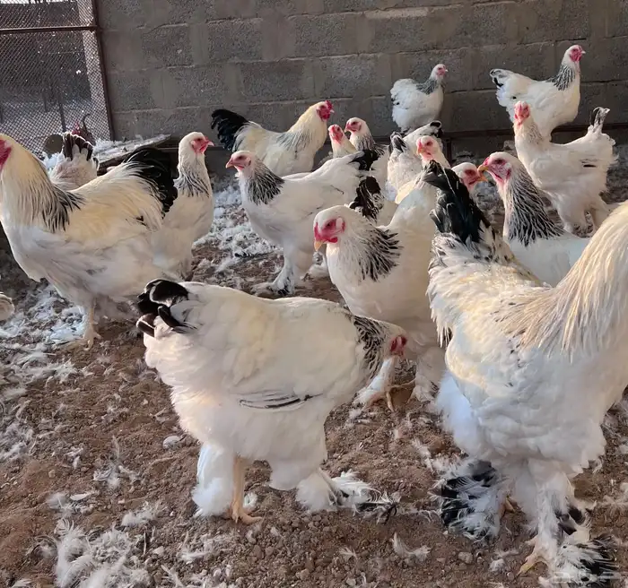 للبيع براهما كولمبي كونك اصل 2