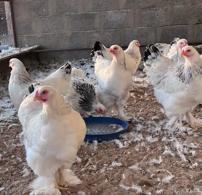 للبيع براهما كولمبي كونك اصل 1