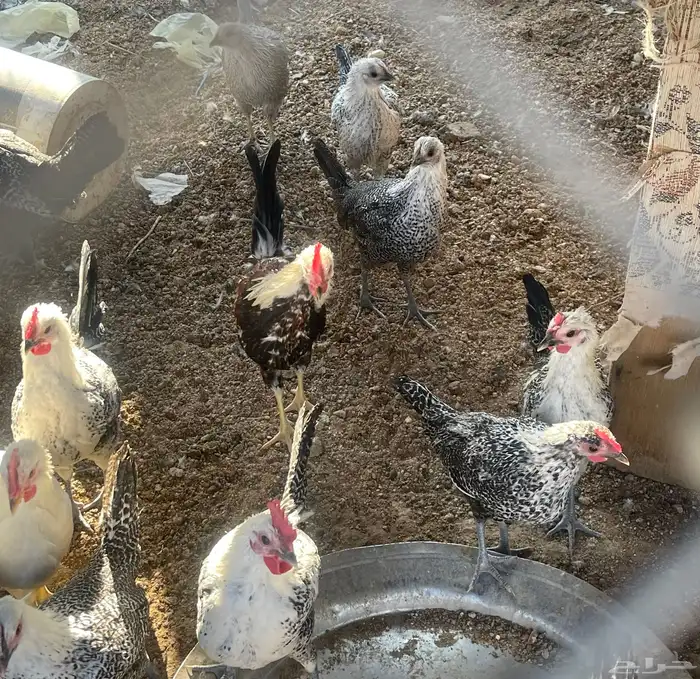 دجاج فيومي 8