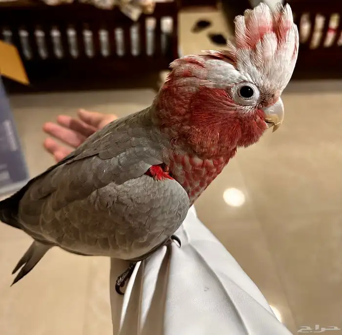 كوكاتو قالا (اليف) 3