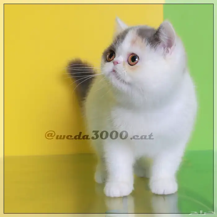 القطه تانيه للبيع 3