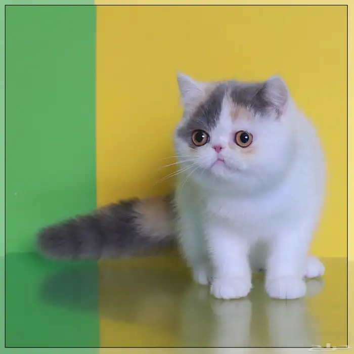 القطه تانيه للبيع 2