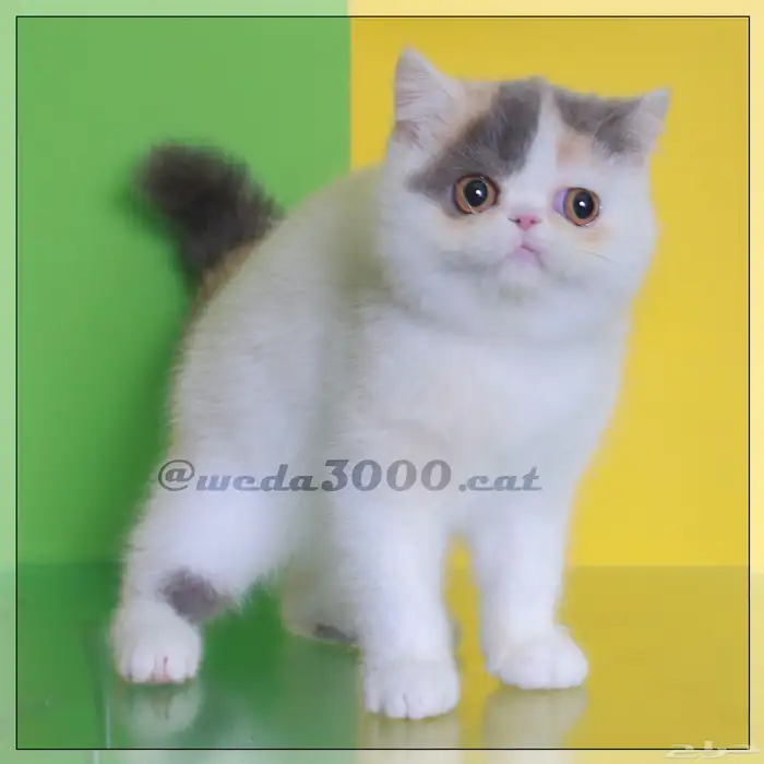 القطه تانيه للبيع 1