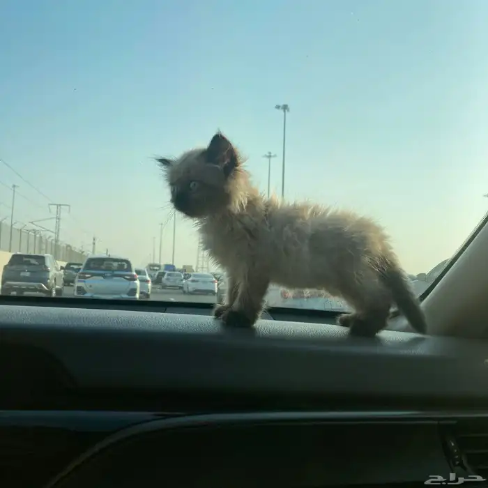 هملايا للبيع 1