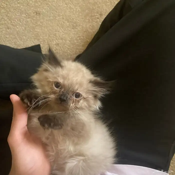 هملايا للبيع 5