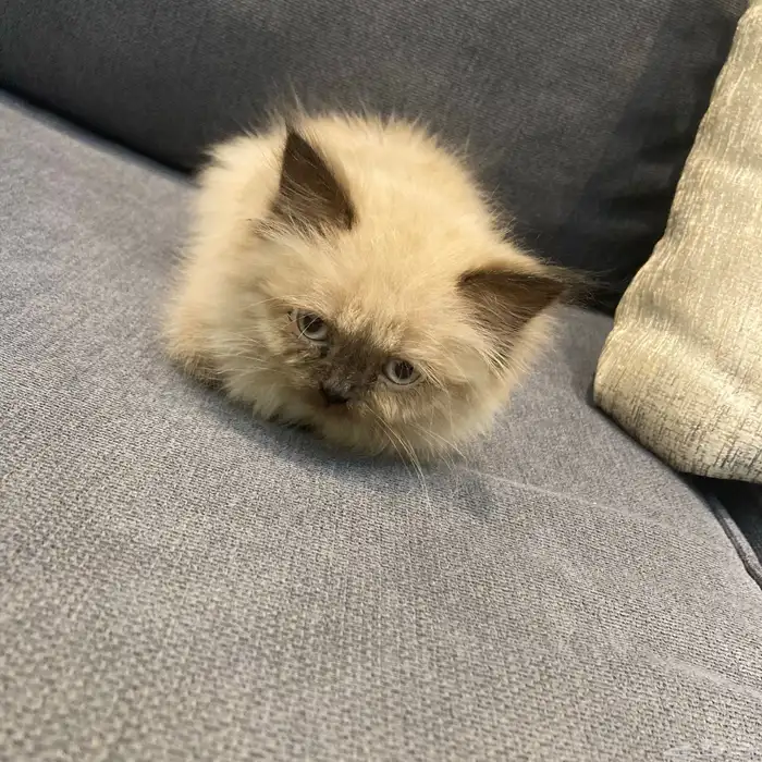 هملايا للبيع 8